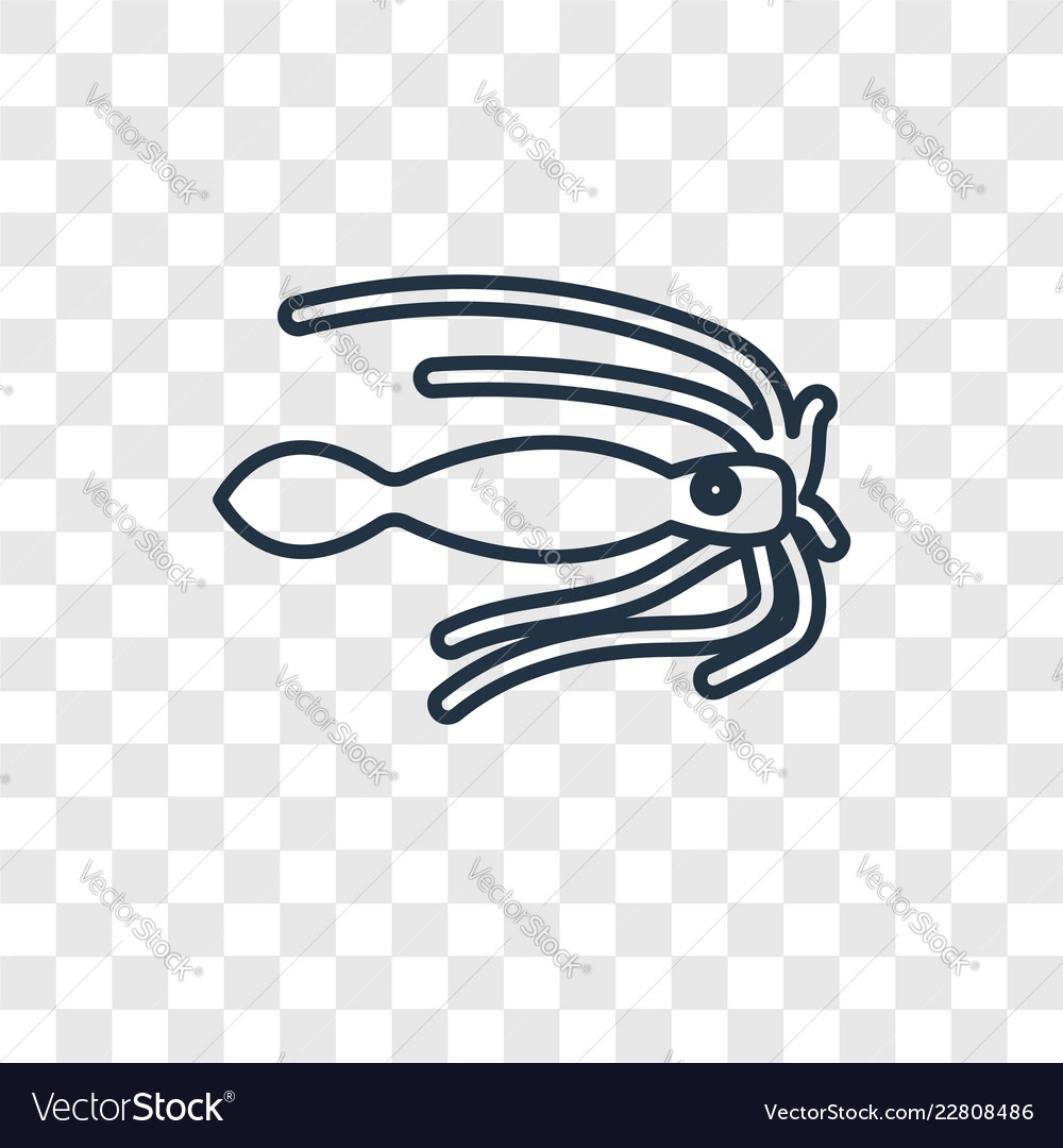 Squid concept linear icon isolated on transparent vector image Squid concept linear icon isolated on transparent