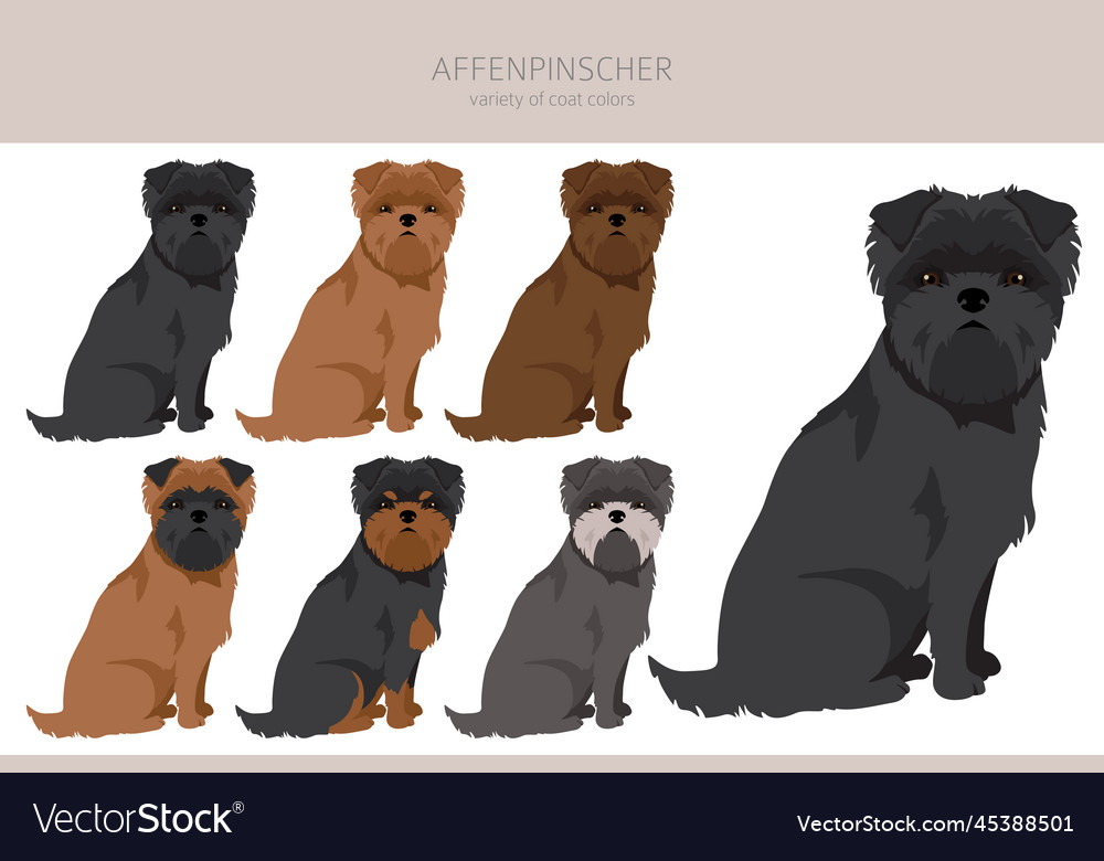 Affenpinscher dog clipart all coat colors set