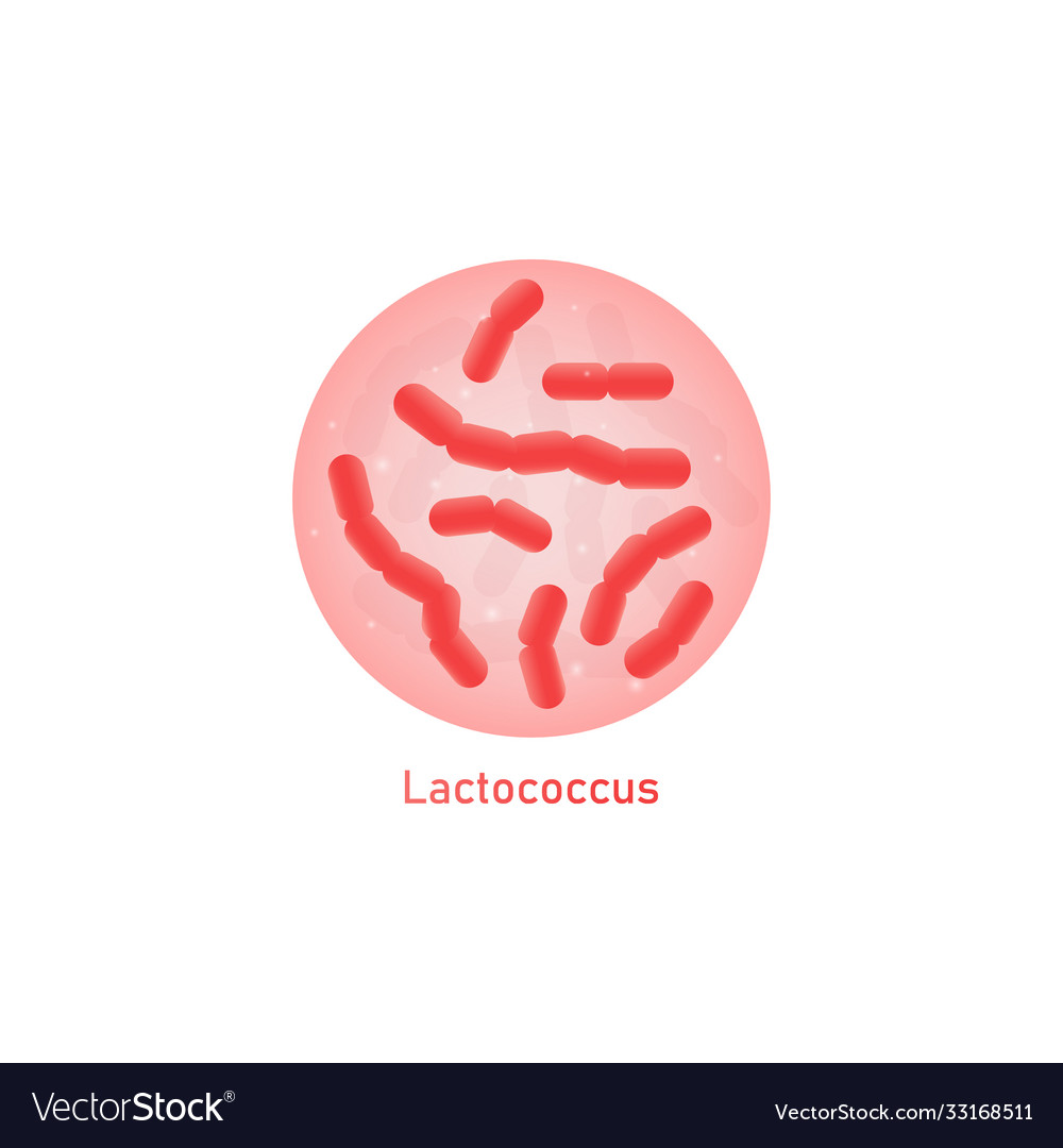 Lactococcus good bacteria or probiotic macro view