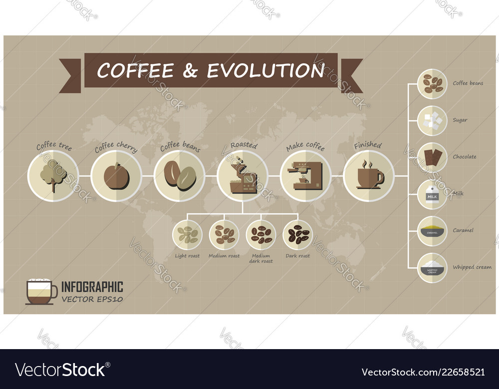 Evolution coffee infographic elements and grid Vector Image