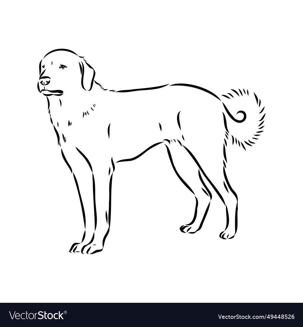 Akbash dog hand drawing isolated on white Vector Image