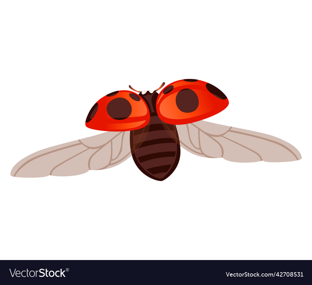 Ladybug with open shell and wings flying beetle vector image Ladybug with open shell and wings flying beetle