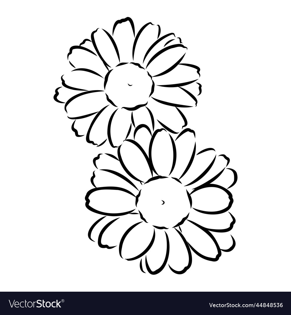 Daisy flower line art drawing hand drawn engraved Vector Image