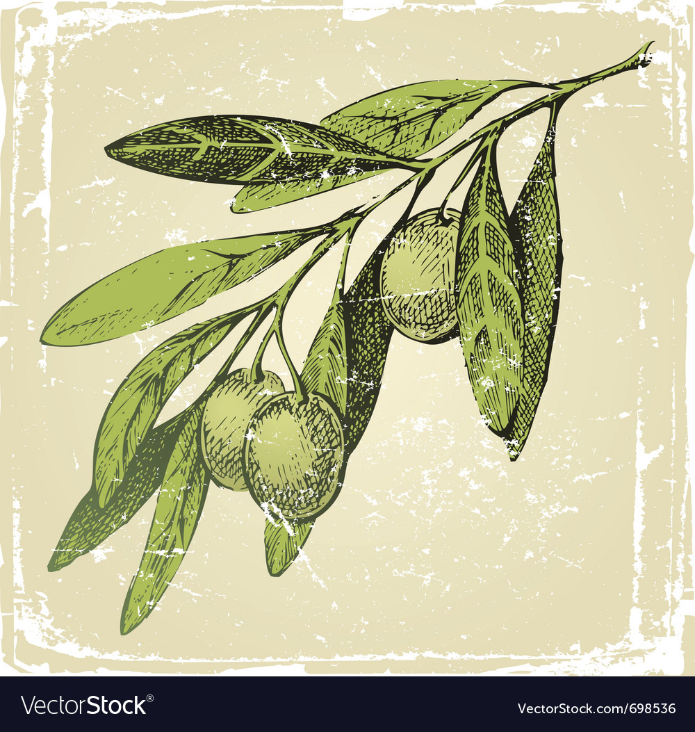 Hand drawn olive branch Royalty Free Vector Image