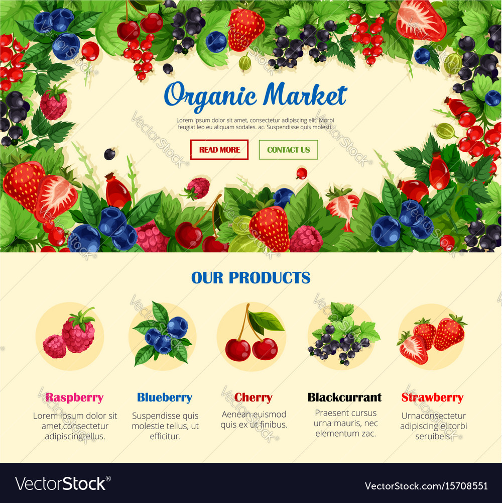 Fruit And Wild Berry Organic Food Banner Template Vector Image