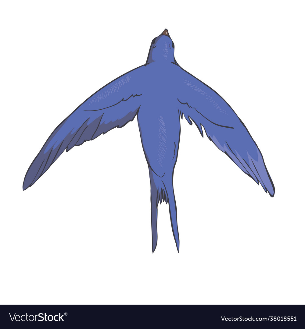 Simplified image a flying swallow isolated