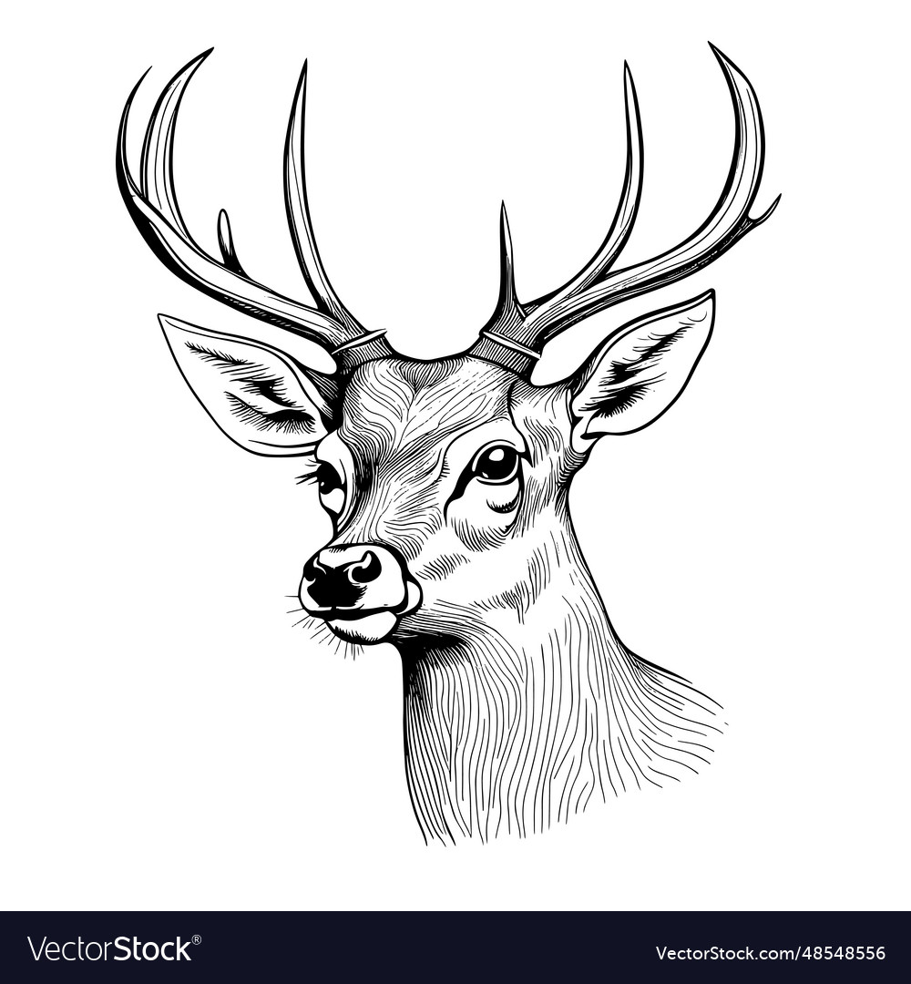 Deer engraving style hand Royalty Free Vector Image