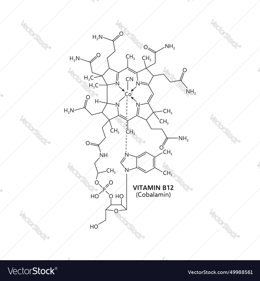 Vitamin b12 cobalamin essential for nerve function