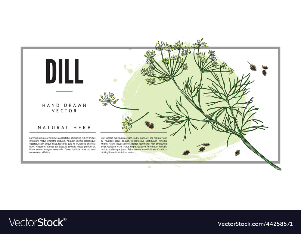 Dill natürliche Kräuterbanner Vorlage mit Text