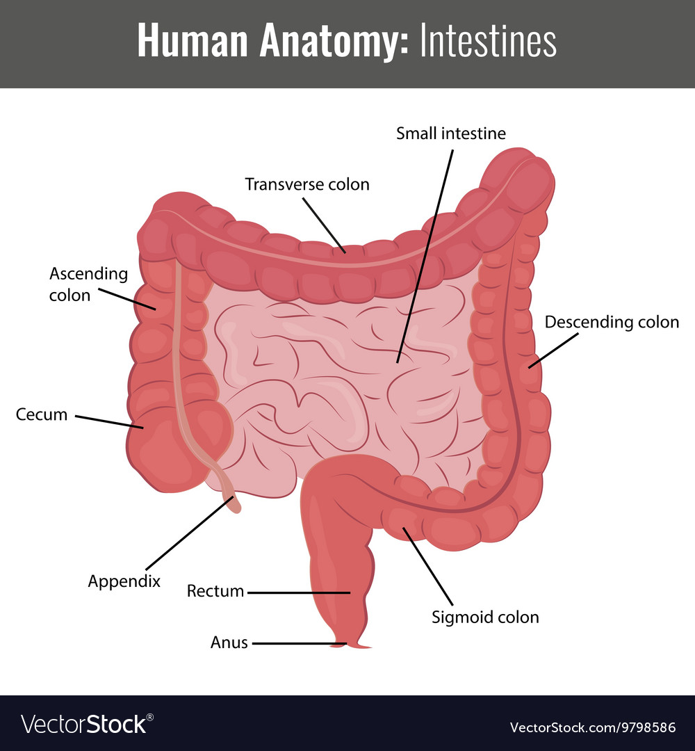 Human Intestines Detailed Anatomy Vector Medical Stock Illustration