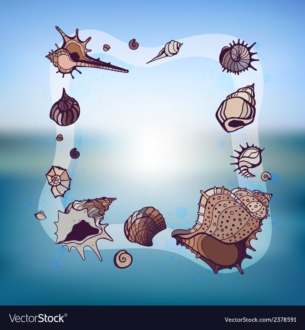 Frame of seashells