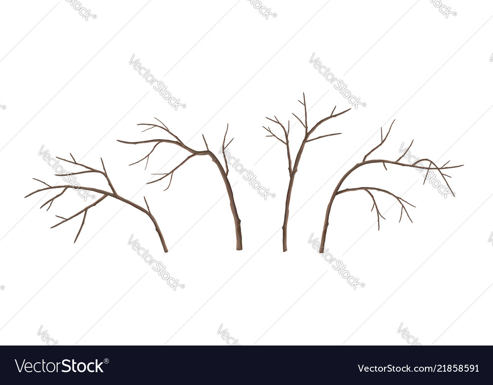 Tree branches