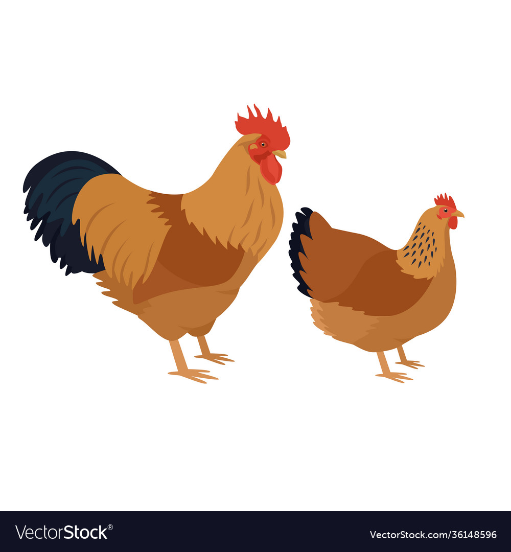 New hampshire breed chickens