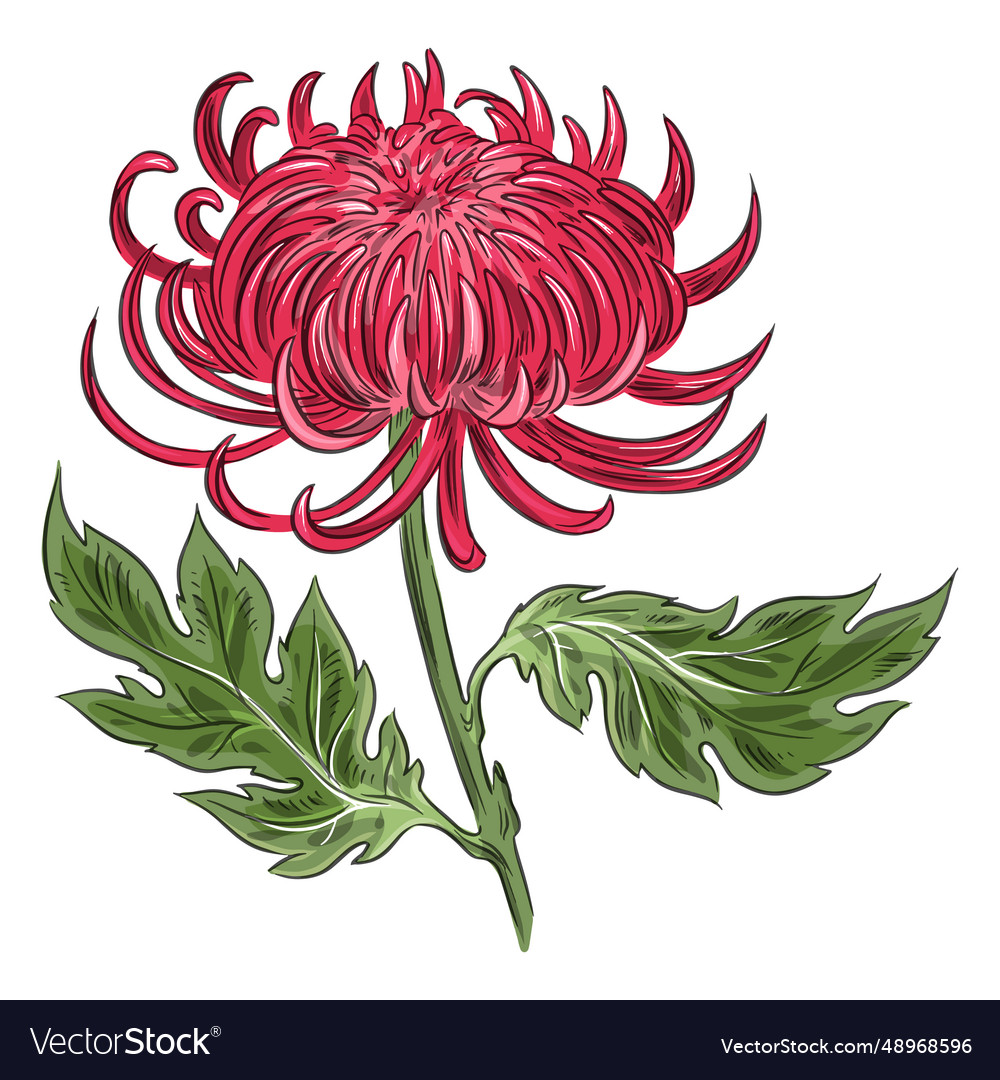 Red crysanthemum flower beautiful Royalty Free Vector Image