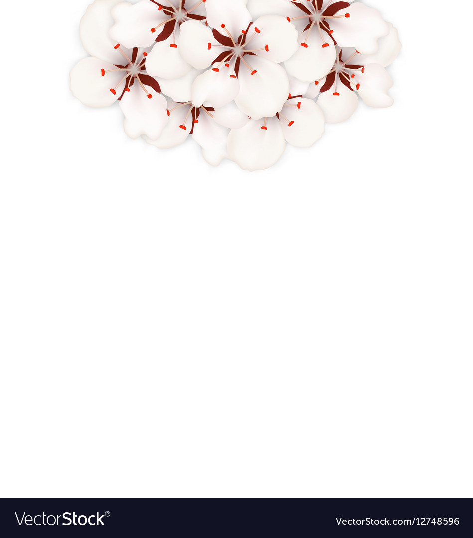 Spring background with cherry blossom place