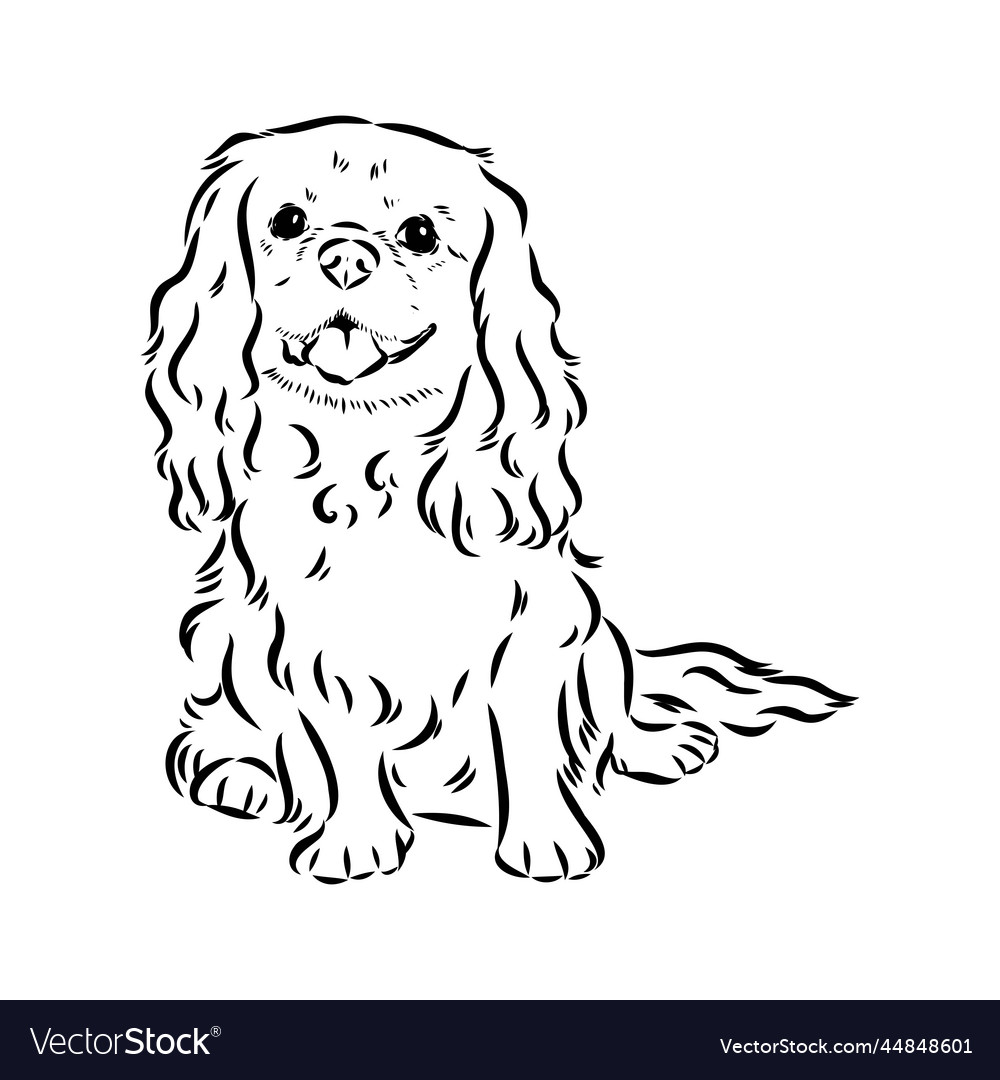 Cavalier king charles dog image silhouette Vector Image