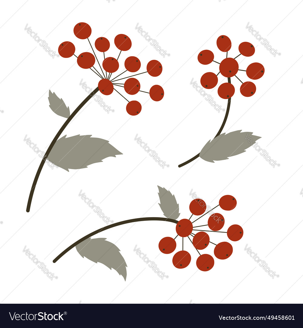 Set of branches with red berries rowan