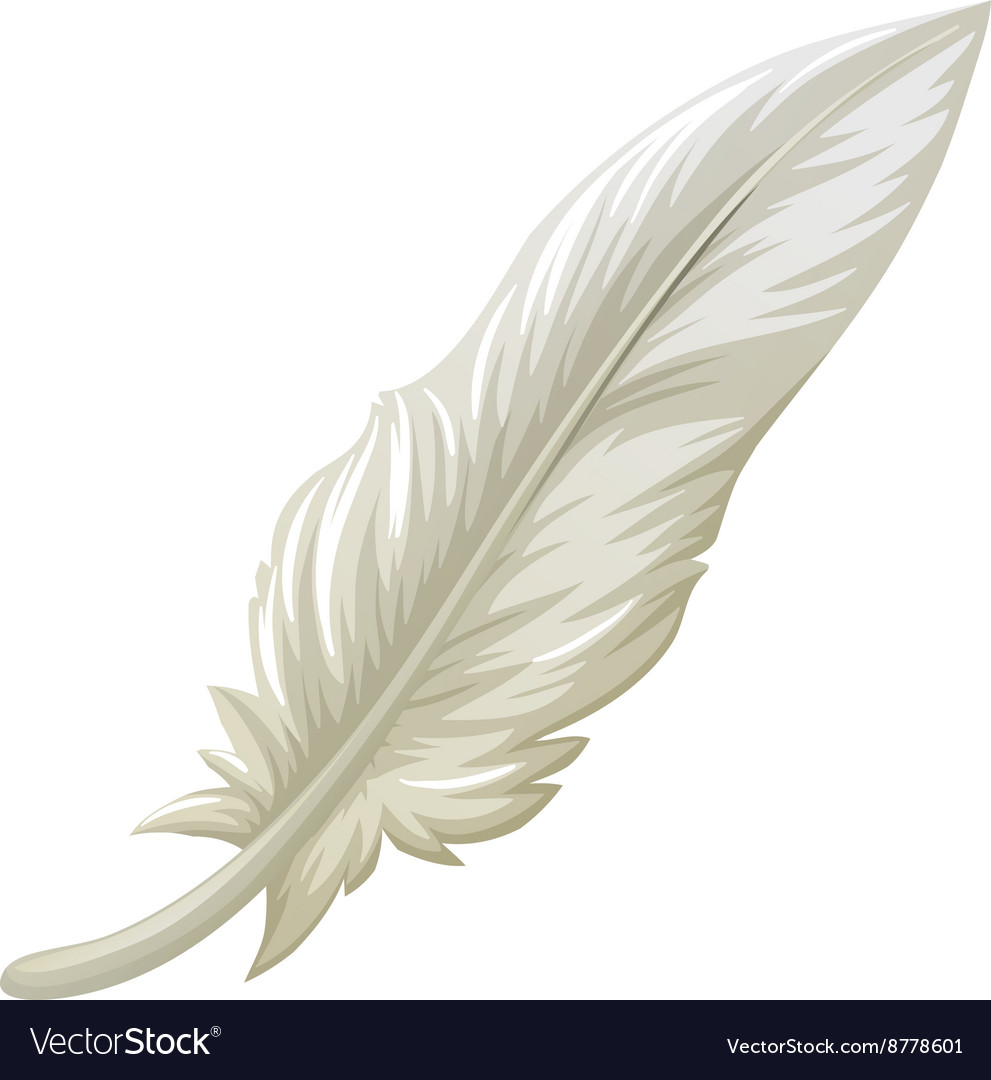 White feather on white background Royalty Free Vector Image