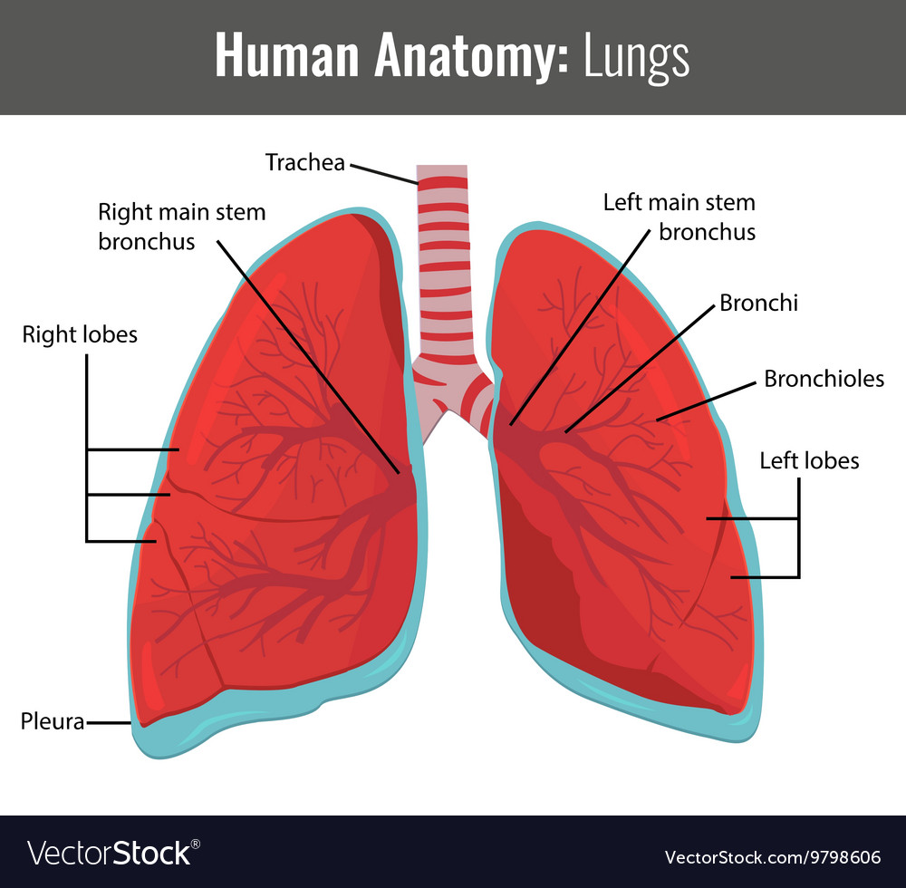 detailed lungs diagram