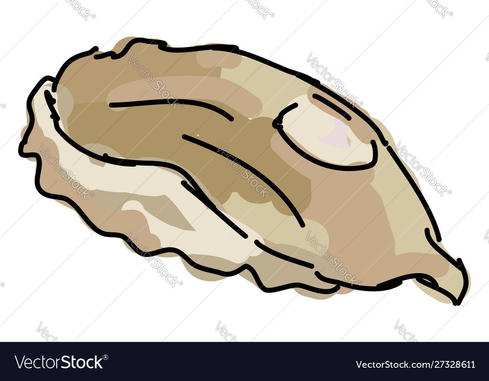 Flounder on white background