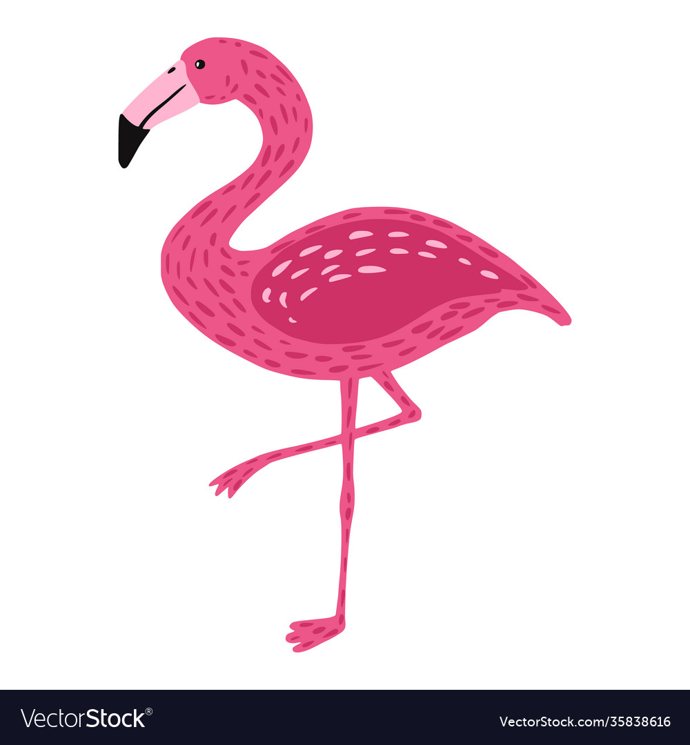 Flamingo standing on one leg isolated white