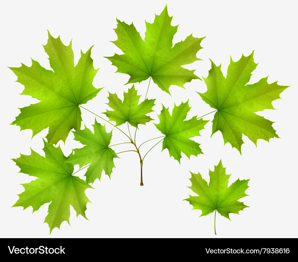 Summer leaf maple and maple branch Royalty Free Vector Image