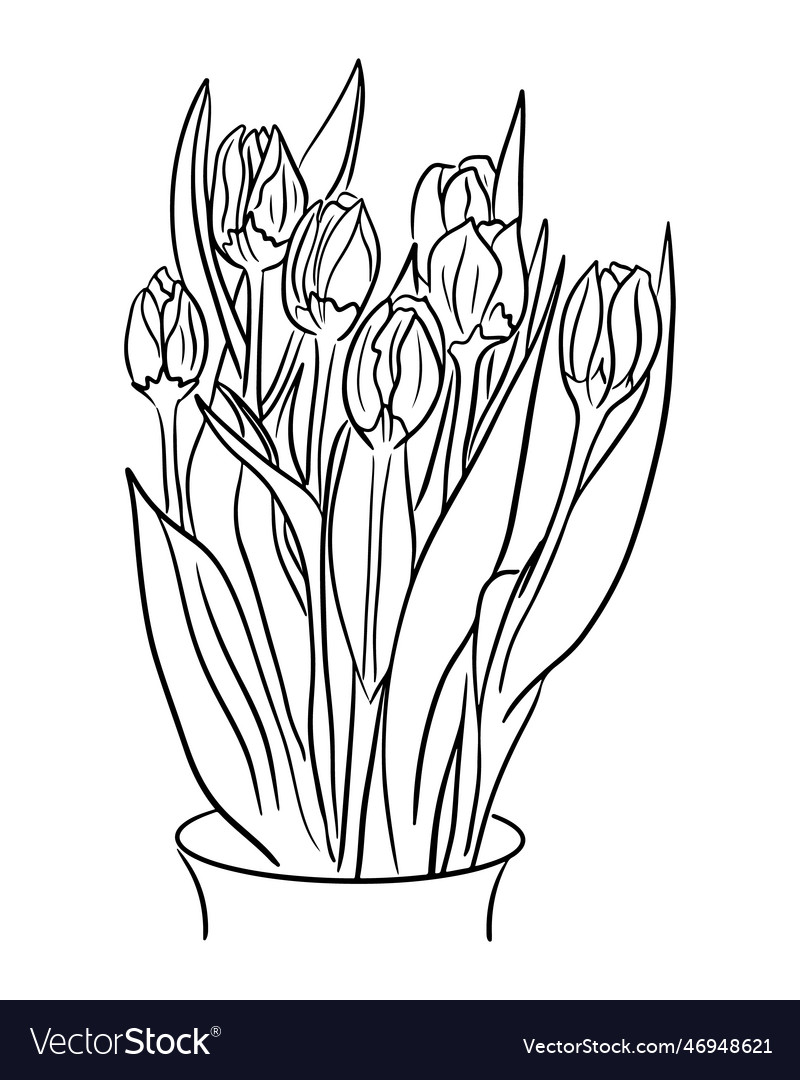 Hand drawn bunch of tulips