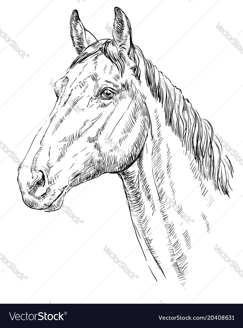 Horse portrait-1 Royalty Free Vector Image - VectorStock