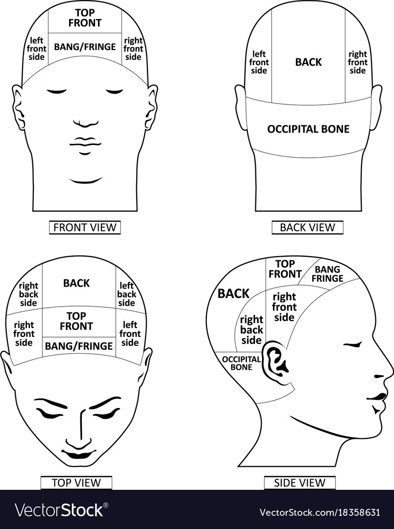 Human Head Anatomy Divisions