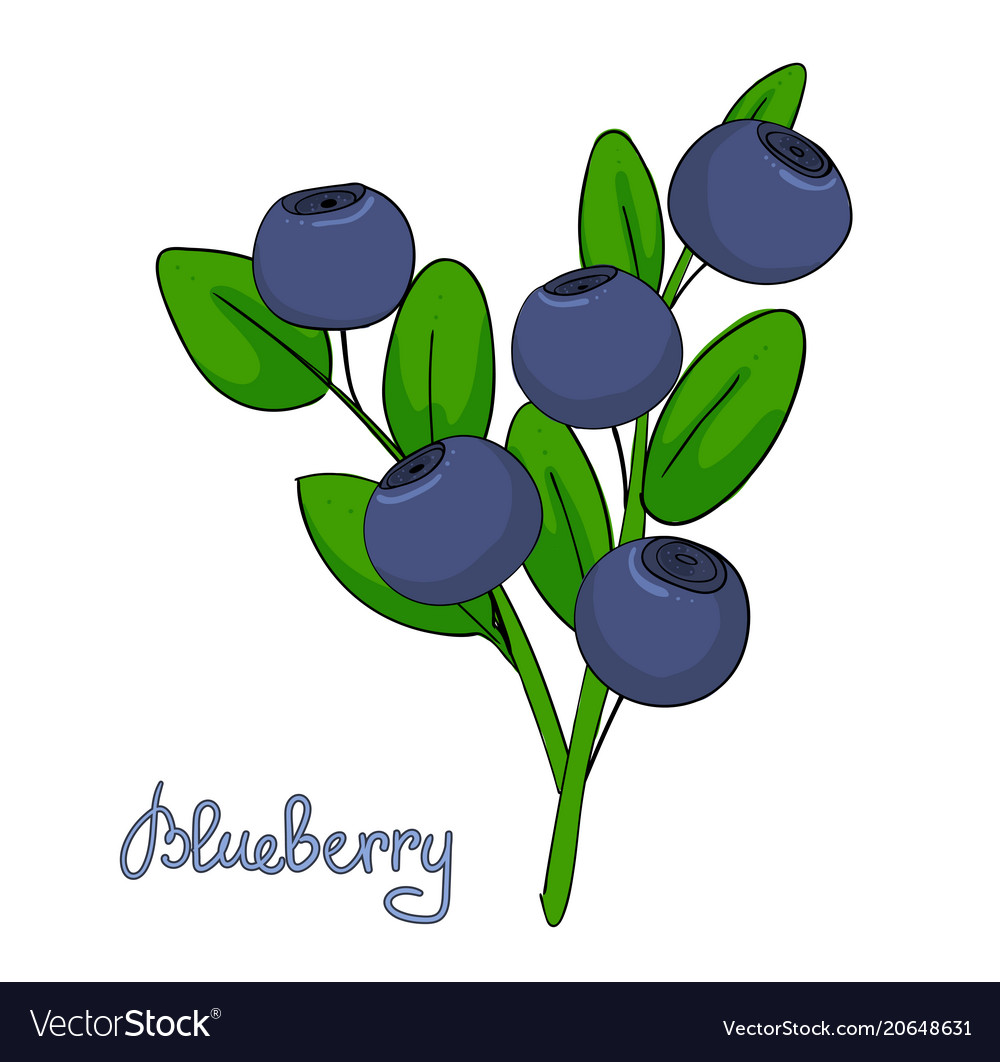 Sprig of blueberry leaves and berries