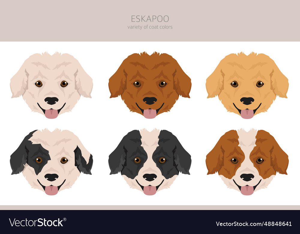 Eskapoo clipart eskimo dog poodle mix different