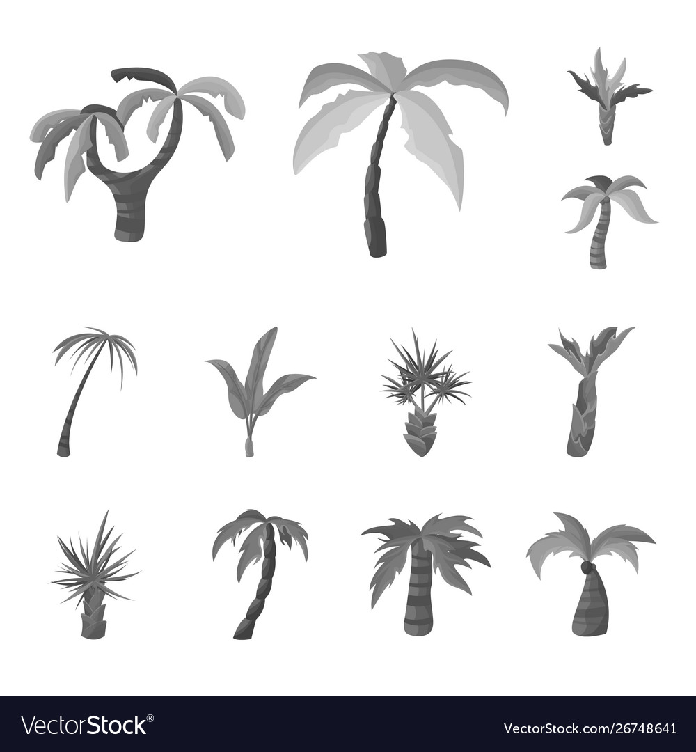 Isolated object jungle and botanical symbol Vector Image Isolated object jungle and botanical symbol
