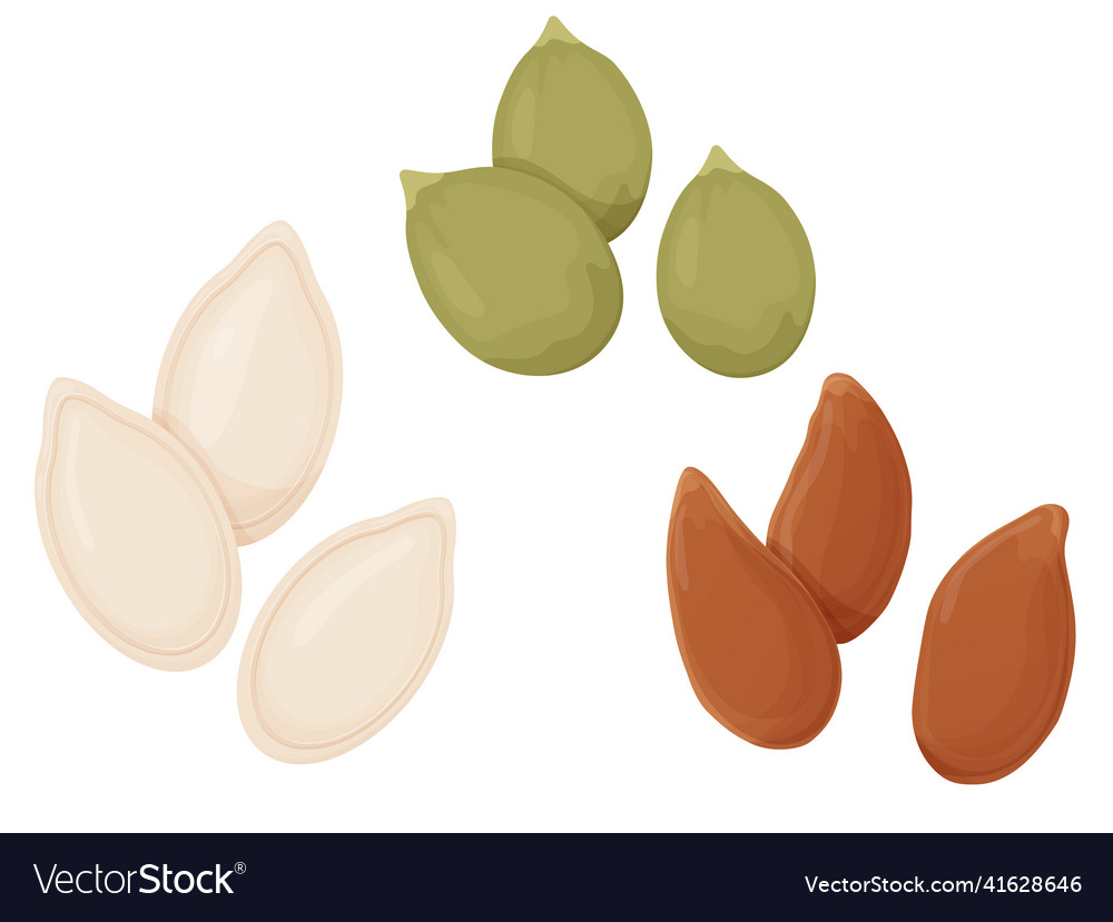 Flaxseed and pumpkin seeds healthy unpeeled vector image Flaxseed and pumpkin seeds healthy unpeeled