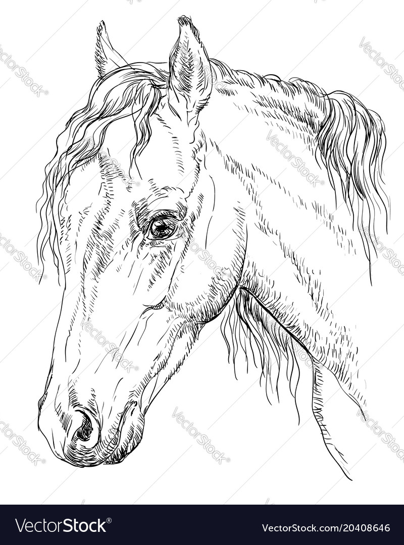 Horse portrait-8 Royalty Free Vector Image - VectorStock