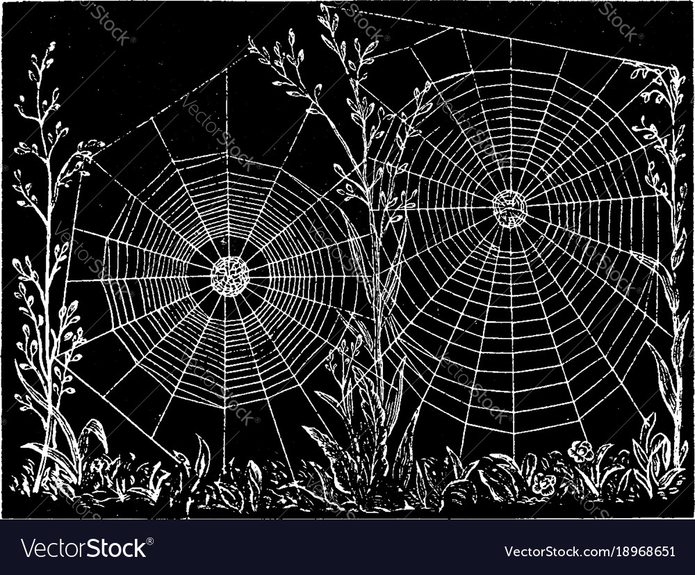 Vintage Spider Web Drawing