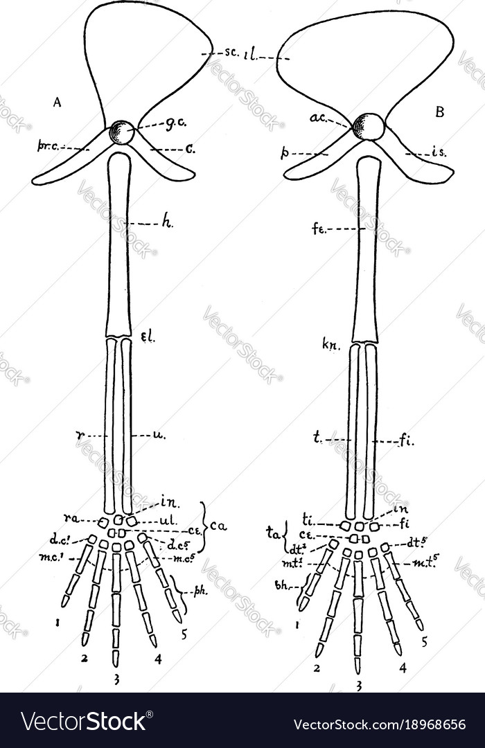 Vertebrate appendages vintage