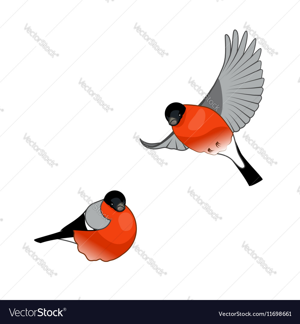 Bullfinch birds isolated on a white background