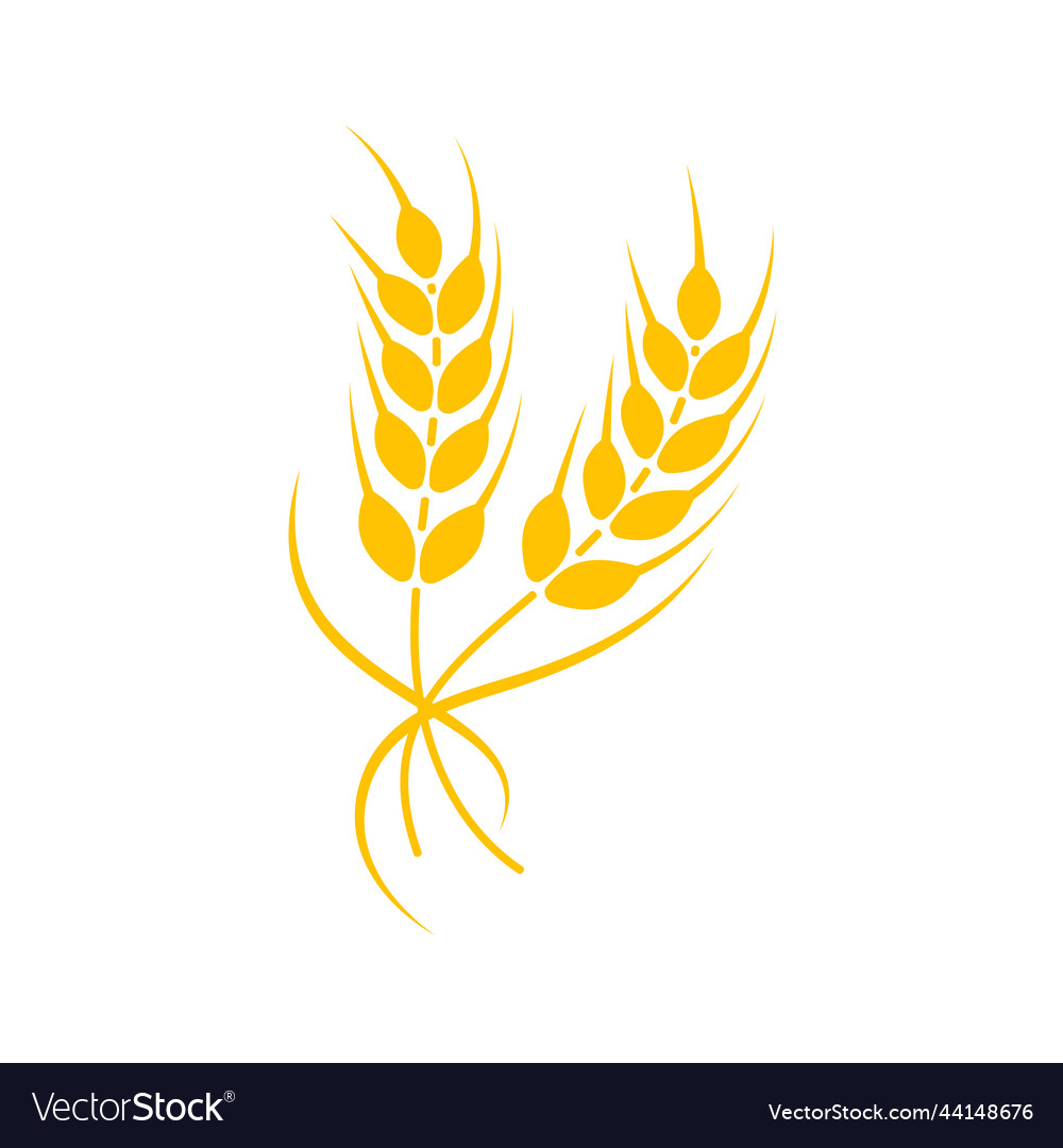 Ears of wheat whole grains for making bread Vector Image