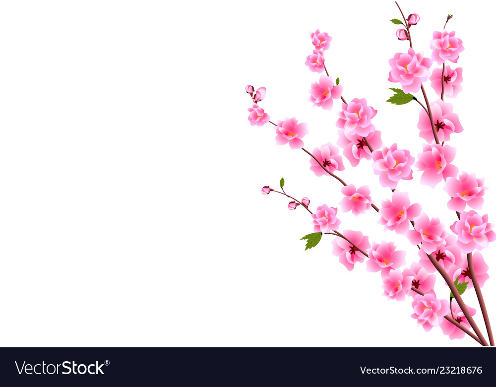 Sakura decorative flowers of cherry with buds Vector Image