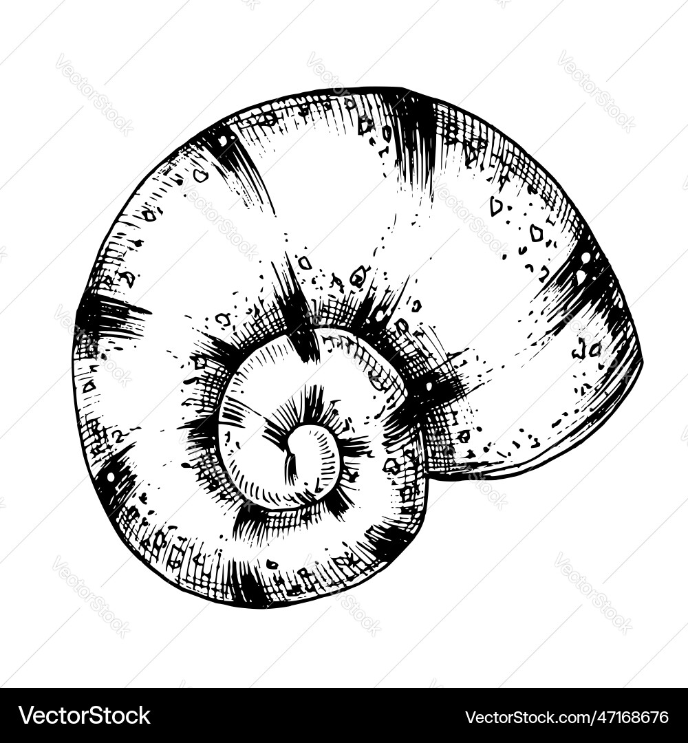 Seashell hand drawn Royalty Free Vector Image - VectorStock