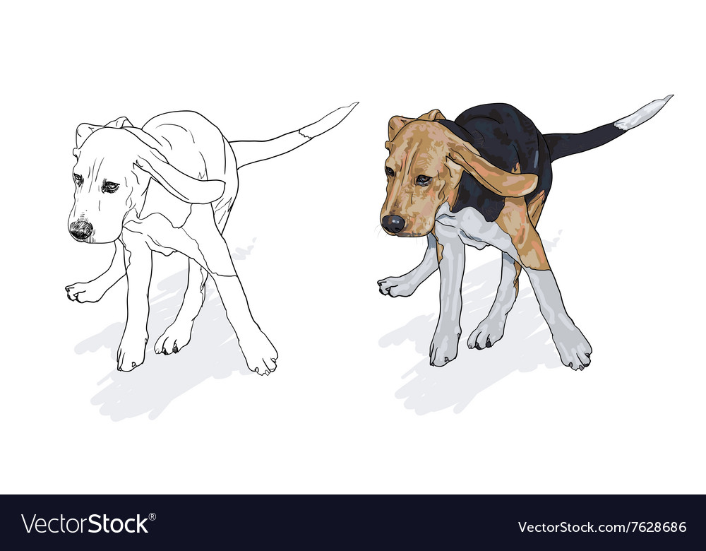 Drawing of running beagle with shadow on white