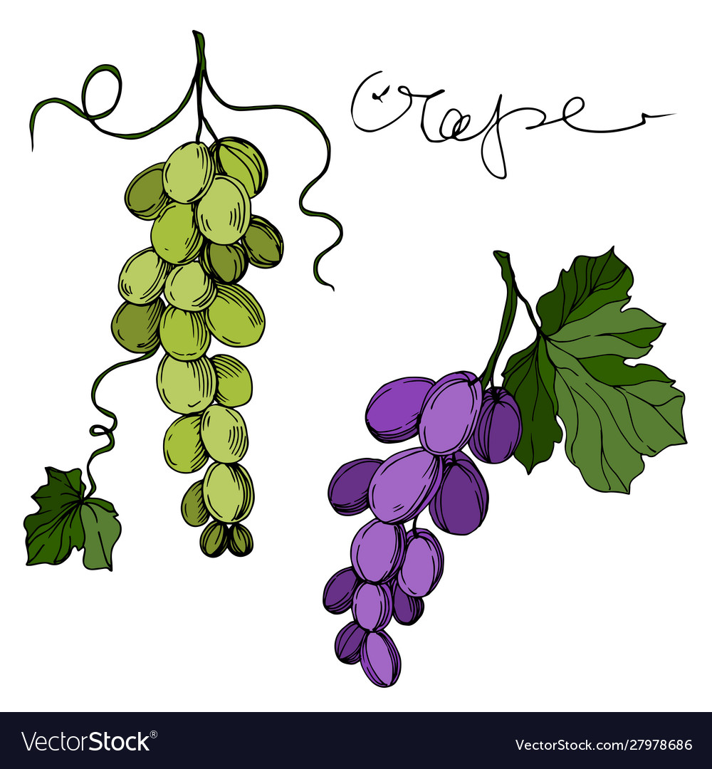 Grape berry healthy food black and white vector image Grape berry healthy food black and white