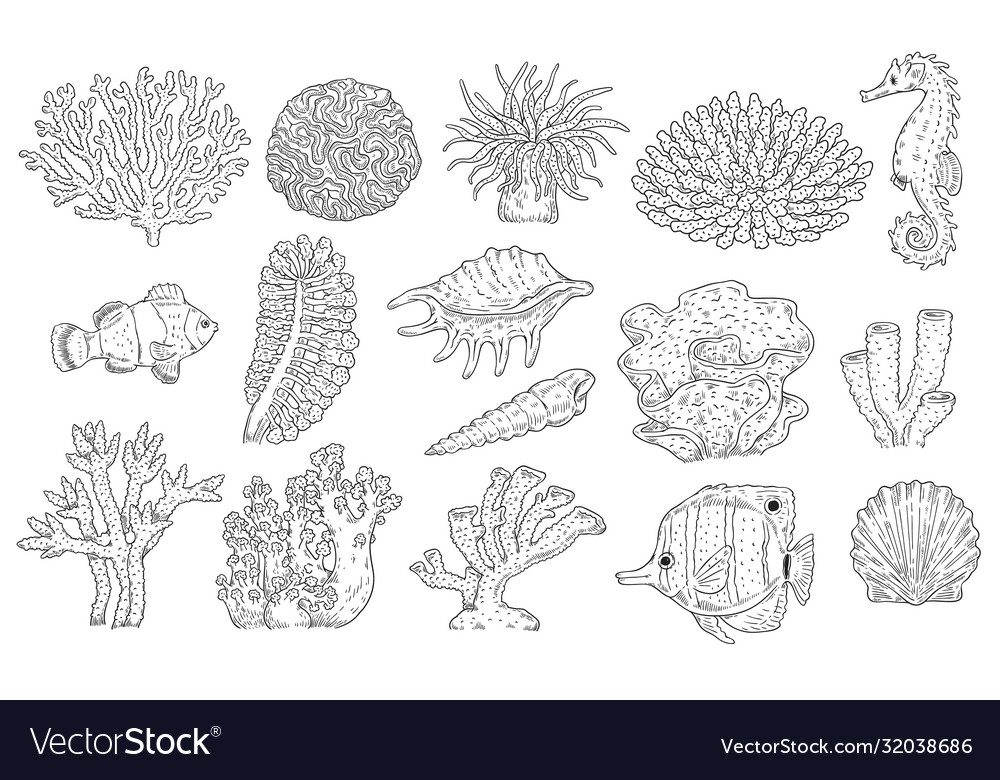 Underwater plants corals fish shell set vector image on VectorStock.
