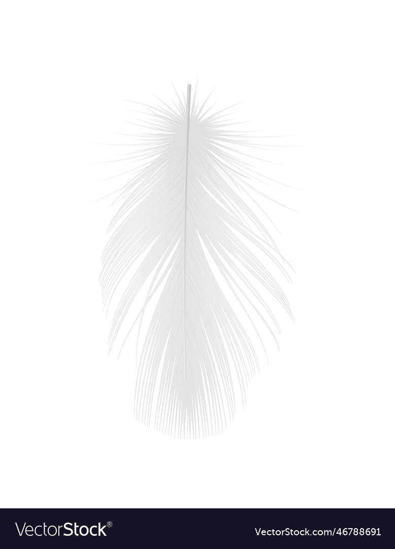 Realistic white feather Royalty Free Vector Image