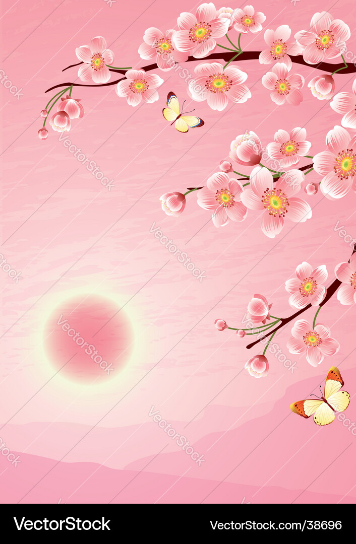 Sakura cherry blossom Royalty Free Vector Image