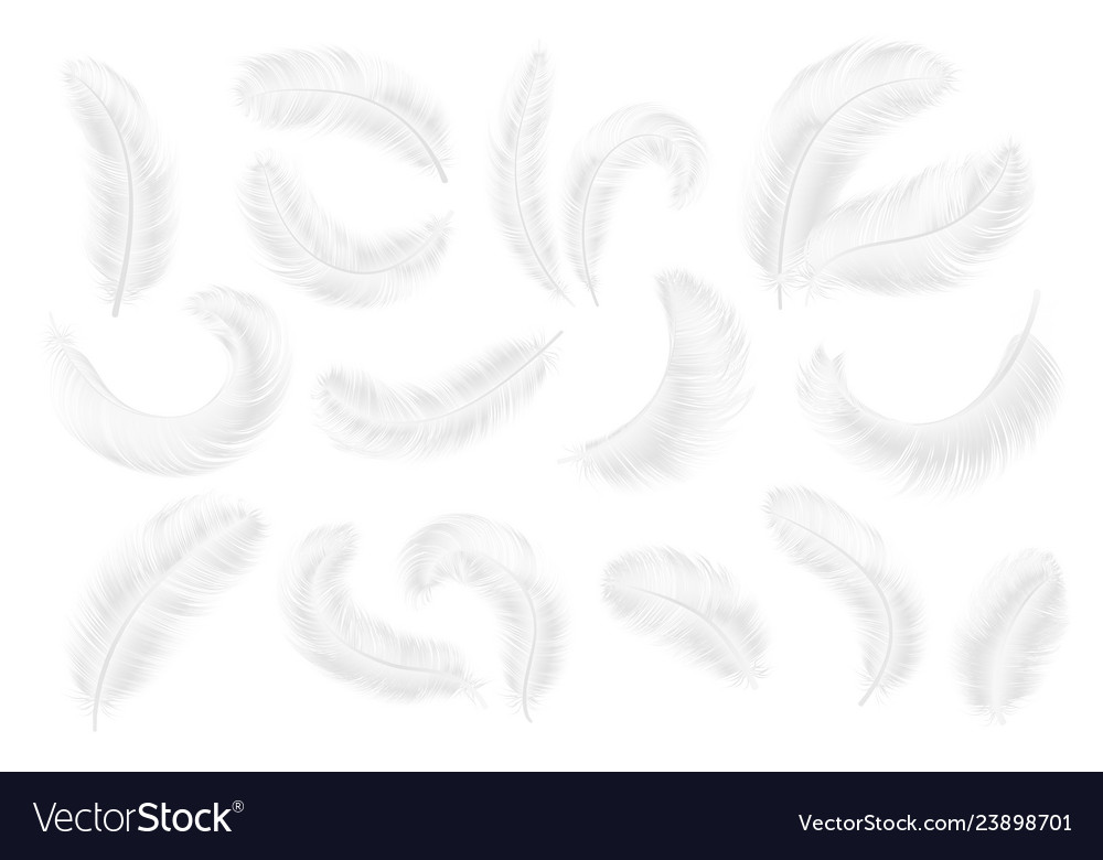 White feathers angel goose or swan realistic Vector Image