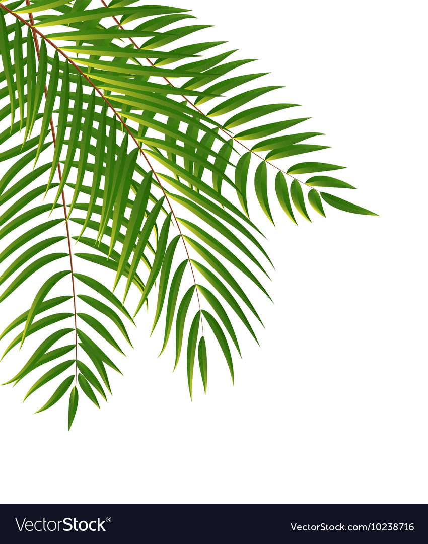 Beautifil Palm Tree Leaf Silhouette Background Vector Image
