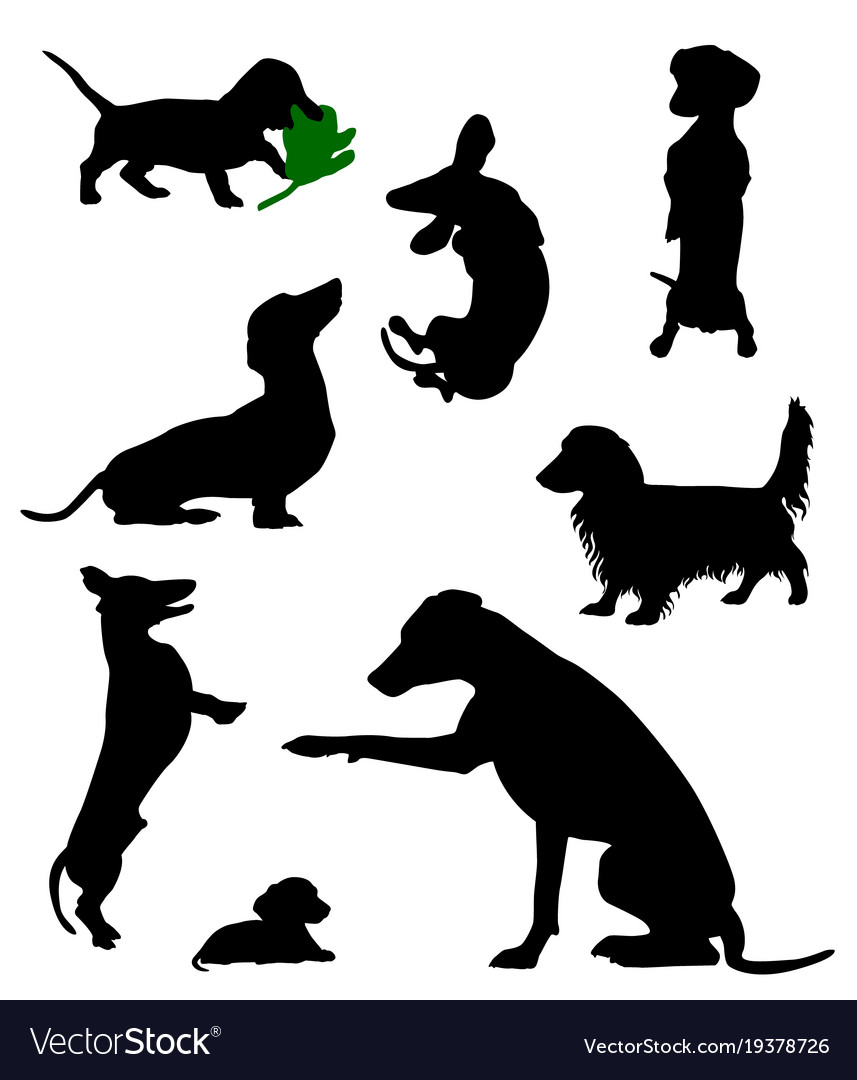 Long Haired Dachshund Dog Vector Images 37