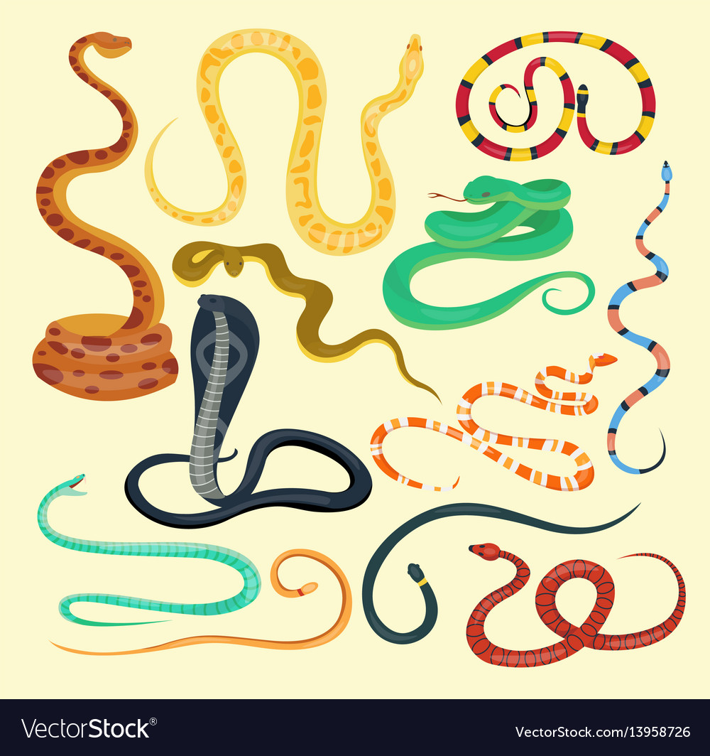 Snake reptile cartoon set Royalty Free Vector Image