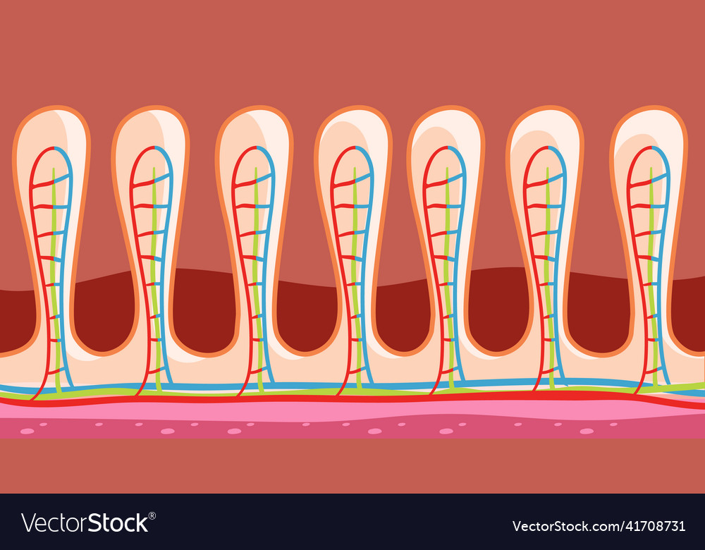 Diagram showing intestinal wall structure Vector Image